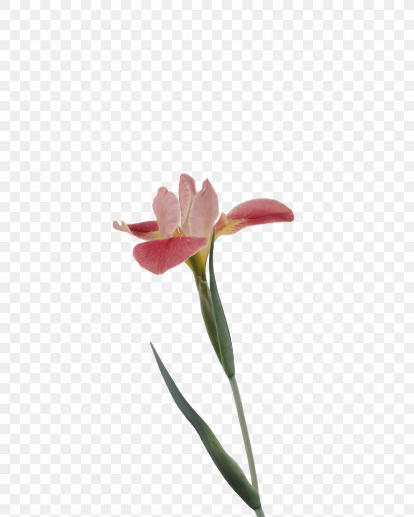 Flower Cut Flowers Petal Tulip Tulip Bouquet, PNG, 1200x1500px, Flower, Amaryllis White, Cut Flowers, Gladiolus, Grey Download Free
