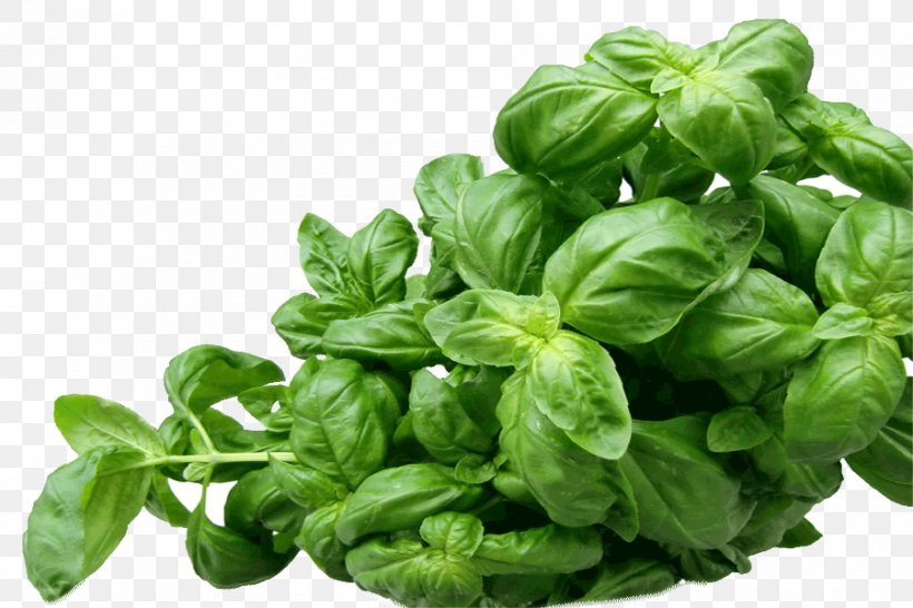 Holy Basil Pesto Mediterranean Cuisine Herb, PNG, 900x600px, Basil, Cooking, Food, Health, Herb Download Free
