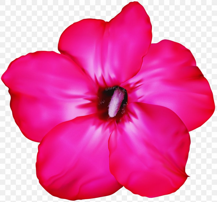 Petal Pink Flower Plant Magenta, PNG, 3000x2802px, Petal, Annual Plant, Flower, Flowering Plant, Herbaceous Plant Download Free