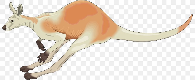 Red Kangaroo Koala Macropods Clip Art, PNG, 800x339px, Red Kangaroo, Animal Figure, Eastern Grey Kangaroo, Fauna, Jaw Download Free