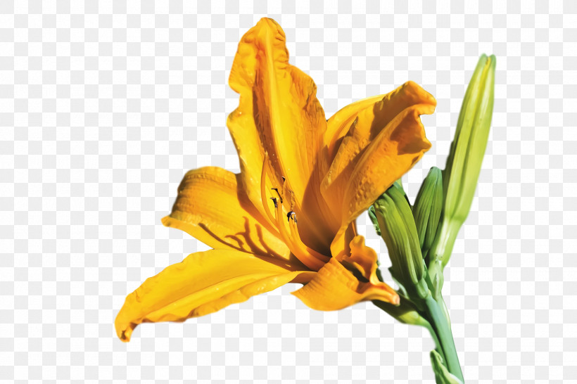 Spring Flower Spring Floral Flowers, PNG, 1920x1280px, Spring Flower, Daylily, Flower, Flowers, Iris Download Free