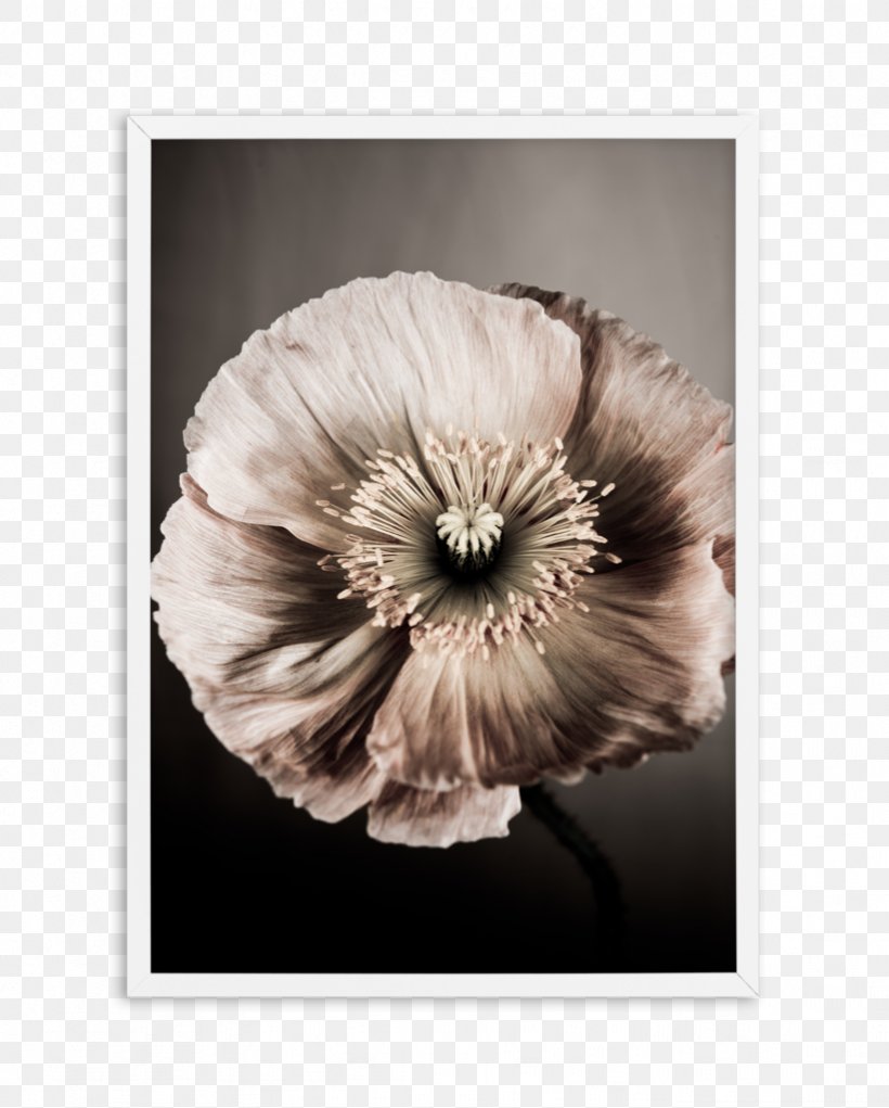 Still Life Photography Poppy Art, PNG, 821x1023px, Photography, Art, Black And White, Et The Extraterrestrial, Fineart Photography Download Free