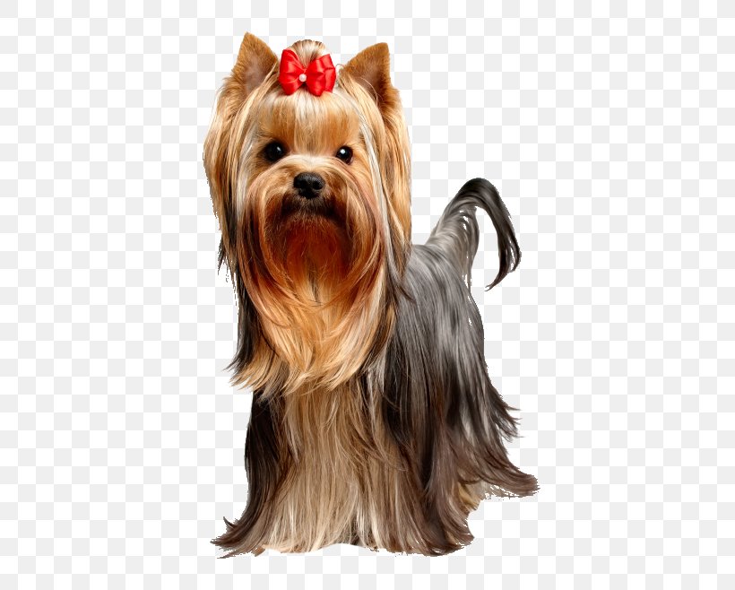 Yorkshire Terrier Puppy Dog Food Dog Breed, PNG, 428x658px, Yorkshire Terrier, Australian Silky Terrier, Australian Terrier, Biewer Terrier, Breed Download Free