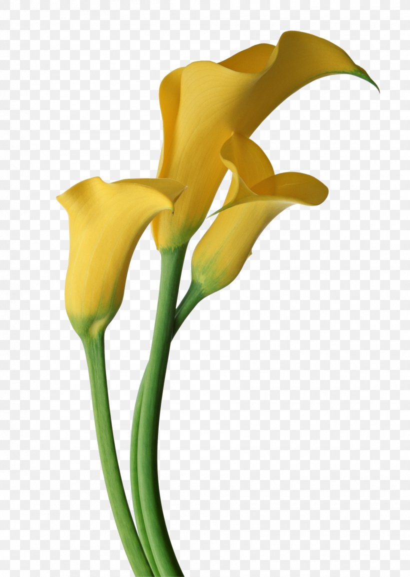 Arum-lily Callalily Flower Clip Art, PNG, 1775x2500px, Arumlily, Alismatales, Arum, Arum Family, Arum Lilies Download Free