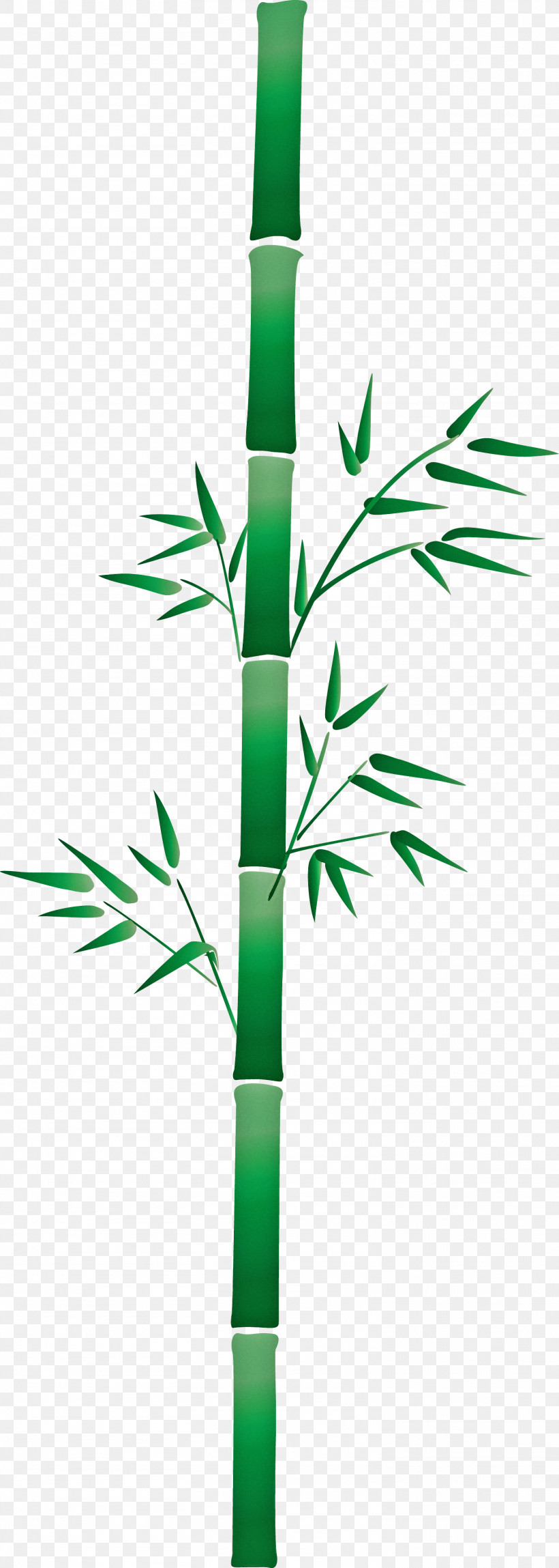 Bamboo Leaf, PNG, 1511x4234px, Bamboo, Branch, Elymus Repens, Flower, Grass Download Free