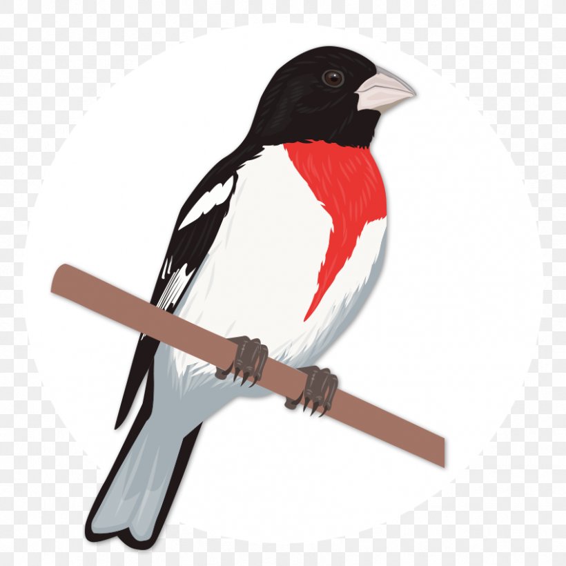 Bird Finch Rose-breasted Grosbeak, PNG, 848x848px, Bird, Beak, Birdwatching, Common Nightingale, Drawing Download Free