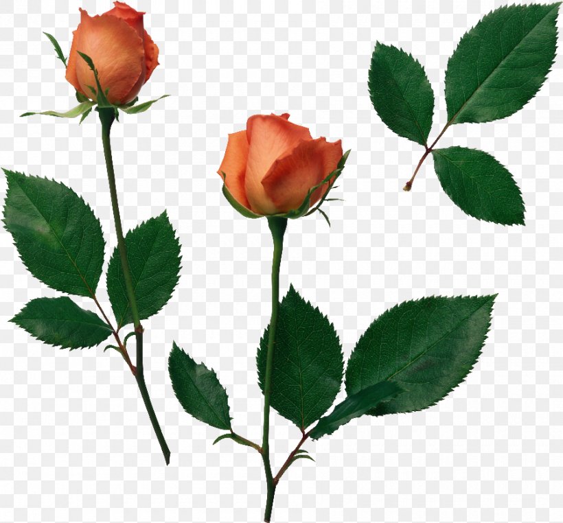 Flower Garden Roses Still Life: Pink Roses Clip Art, PNG, 900x837px, Flower, Beach Rose, Blackpink, Branch, Bud Download Free