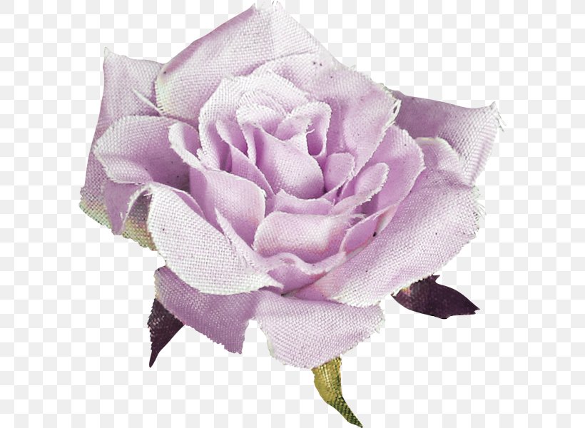 Garden Roses Cabbage Rose Floribunda Cut Flowers Petal, PNG, 600x600px, Garden Roses, Botany, Cabbage Rose, Common Peony, Cut Flowers Download Free