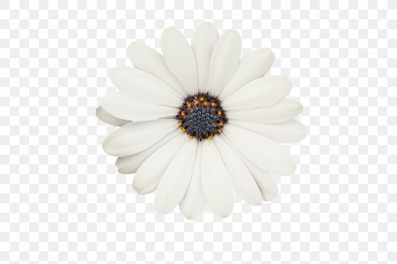 Oxeye Daisy Transvaal Daisy Black & White / M Petal, PNG, 1920x1280px, Oxeye Daisy, Black White M, Petal, Transvaal Daisy Download Free