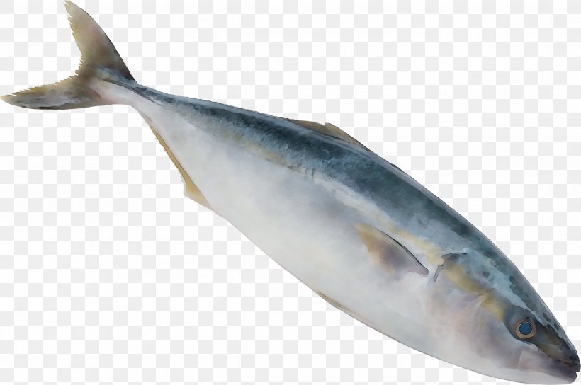 Sardine Fish Products Oily Fish Salmon Mackerel, PNG, 2698x1793px, Sardine, Albacore Fish, Biology, Bonyfish, Fin Download Free