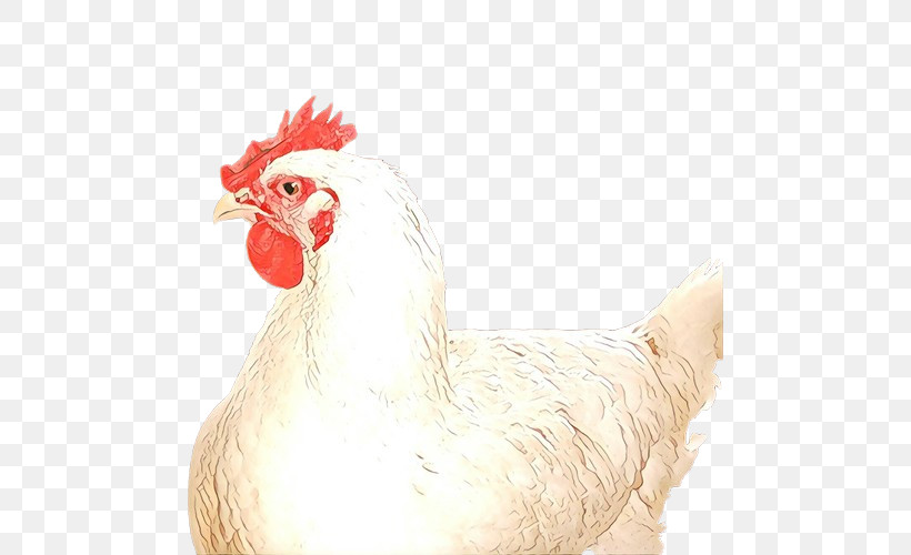 Chicken Rooster Bird Comb Beak, PNG, 500x500px, Chicken, Beak, Bird, Comb, Fowl Download Free
