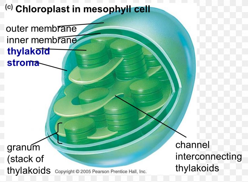 Chloroplast Photosynthesis Cell Chlorophyll Centriole, PNG, 1275x937px, Chloroplast, Biology, Carbon Dioxide, Cell, Centriole Download Free