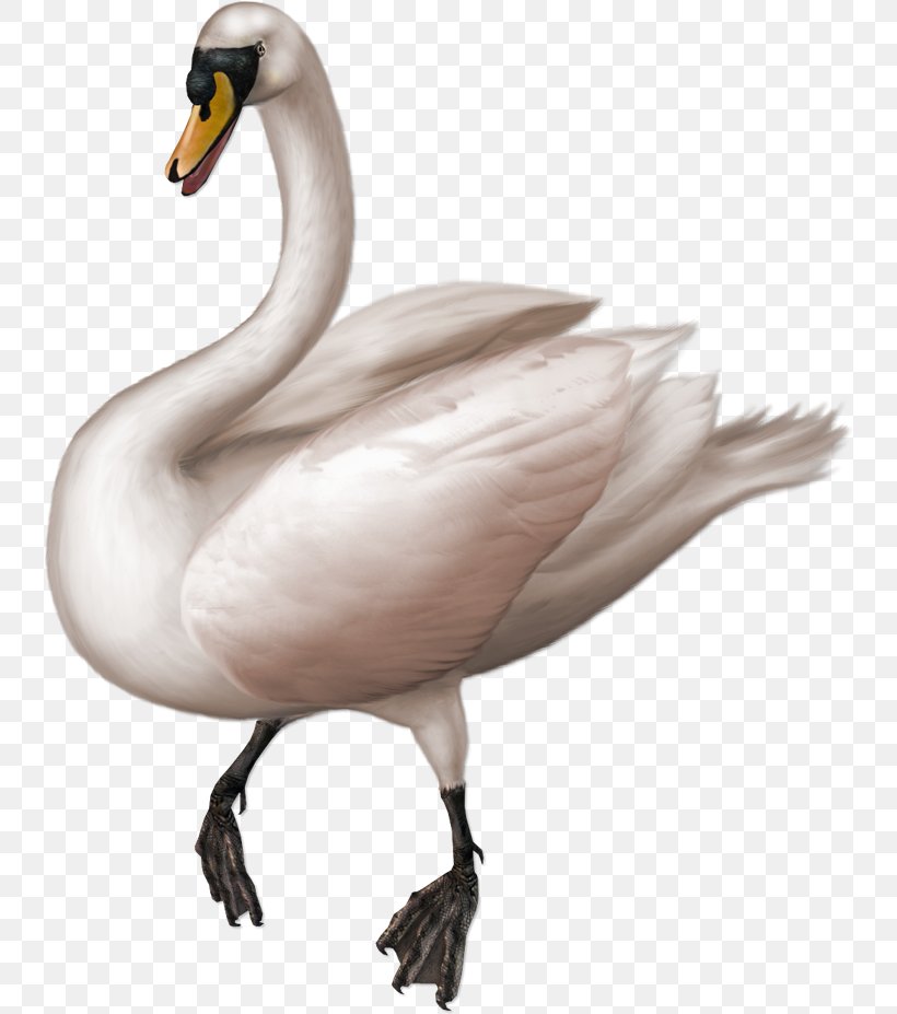Cygnini Goose Clip Art, PNG, 740x927px, Cygnini, Beak, Bird, Collage, Duck Download Free
