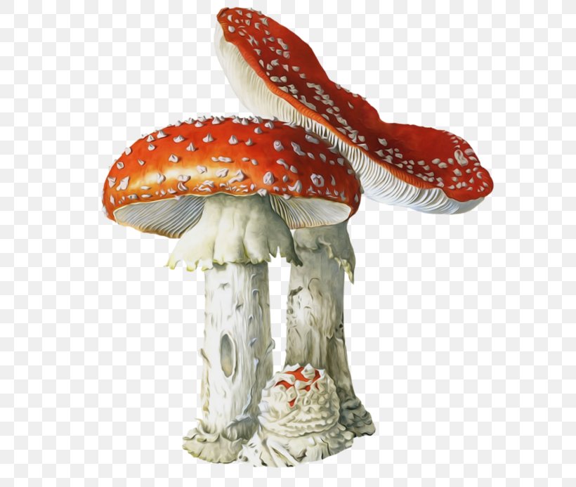 Fly Agaric Mushroom Poisoning Edible Mushroom Fungus, PNG, 600x693px, Fly Agaric, Agaric, Amanita, Amanitaceae, Botanical Illustration Download Free