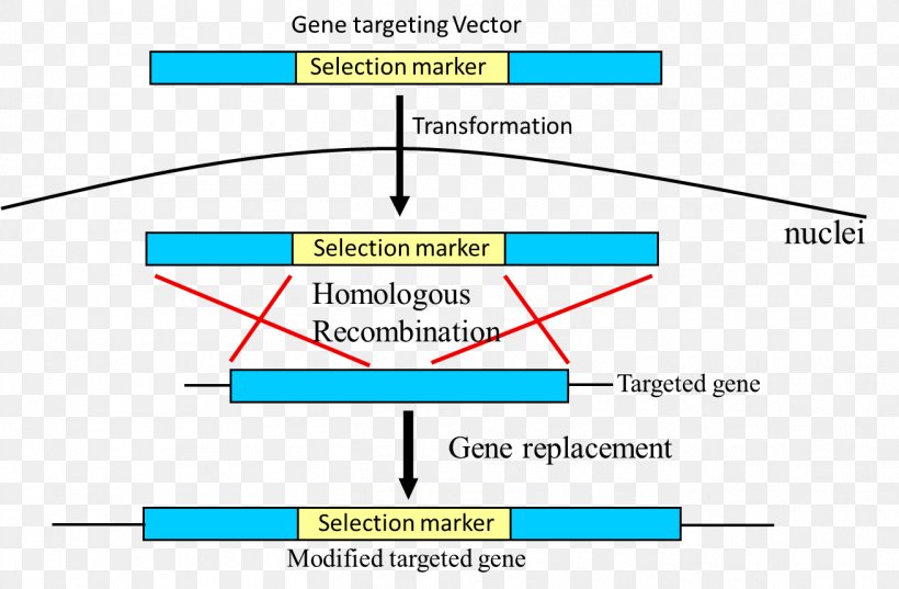 Schematic Gene Targeting Genetic Recombination Diagram Polymerase Chain Reaction, PNG, 1311x859px, Schematic, Area, Circuit Diagram, Crispr, Diagram Download Free