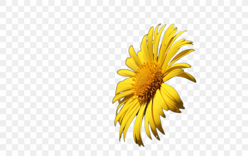 Sunflower, PNG, 2512x1592px, Yellow, Dandelion, Flower, Gerbera, Petal Download Free