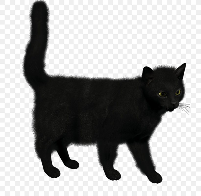 Bombay Cat Siamese Cat Kitten Malayan Cat, PNG, 784x800px, Bombay Cat, American Wirehair, Asian, Asian Semi Longhair, Black Download Free