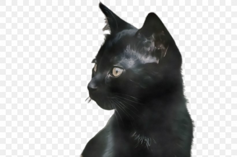 Cat Black Cat Small To Medium-sized Cats Bombay Whiskers, PNG, 2000x1332px, Watercolor, Black Cat, Bombay, Cat, Korat Download Free