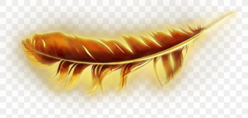 Feather Gold Pen 0 Europæisk Ungdom, PNG, 2436x1165px, 2017, Feather, Antique, Brooch, Close Up Download Free