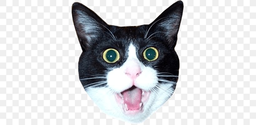 Lolcat Kitten Pet, PNG, 400x400px, Cat, American Wirehair, Black Cat, Blog, Carnivoran Download Free