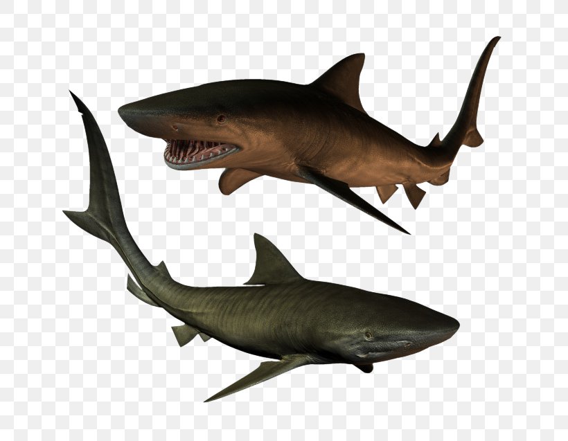 Requiem Shark Download Clip Art, PNG, 760x637px, Requiem Shark, Cartilaginous Fish, Digital Image, Fauna, Fish Download Free