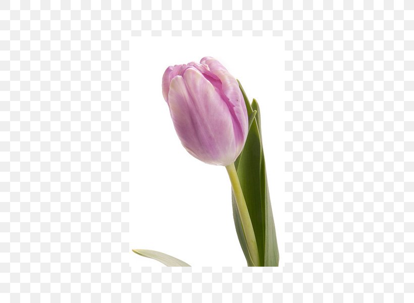 Tulip Fit Flovers Ru Purple Petal Plant Stem, PNG, 600x600px, Tulip, Bud, Cut Flowers, Fit Flovers Ru, Flower Download Free