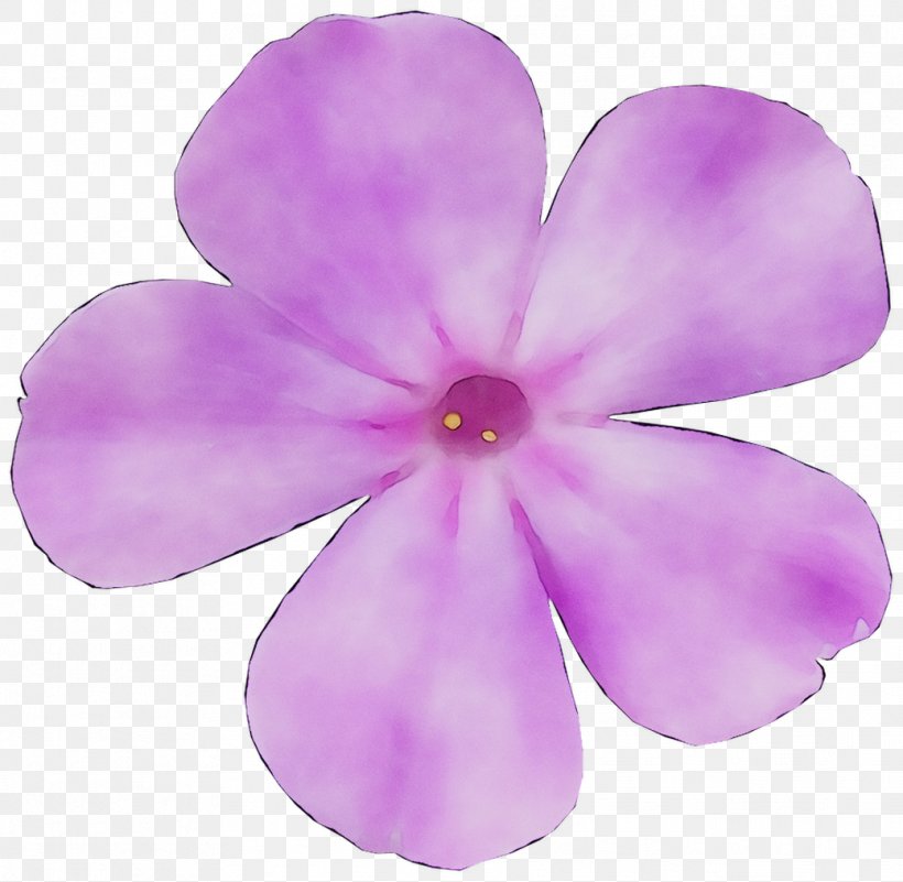 Violet Family M Invest D.o.o., PNG, 1039x1016px, Violet, Family M Invest Doo, Flower, Flowering Plant, Impatiens Download Free