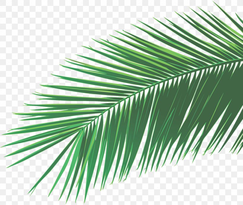 Arecaceae Palm-leaf Manuscript, PNG, 882x746px, Arecaceae, Arecales, Borassus Flabellifer, Frond, Grass Download Free