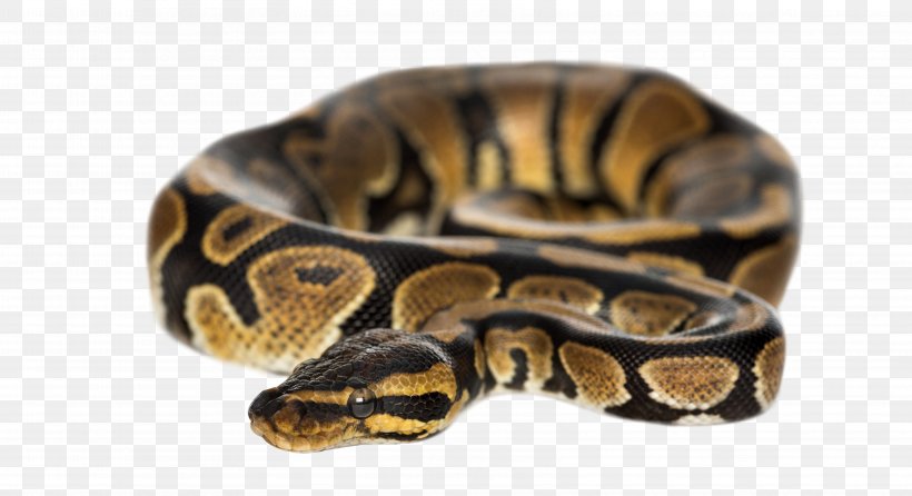 Ball Python Snake Python Molurus Burmese Python Stock Photography, PNG, 6672x3636px, Ball Python, Alamy, Bangle, Boa Constrictor, Boas Download Free