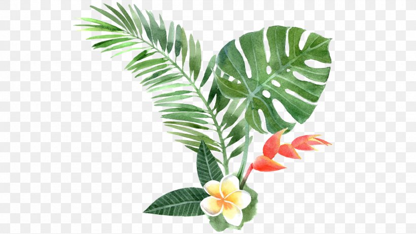 Clip Art Vector Graphics Tropics Illustration, PNG, 1920x1080px, Tropics, Anthurium, Arecales, Arrowroot Family, Banana Leaf Download Free