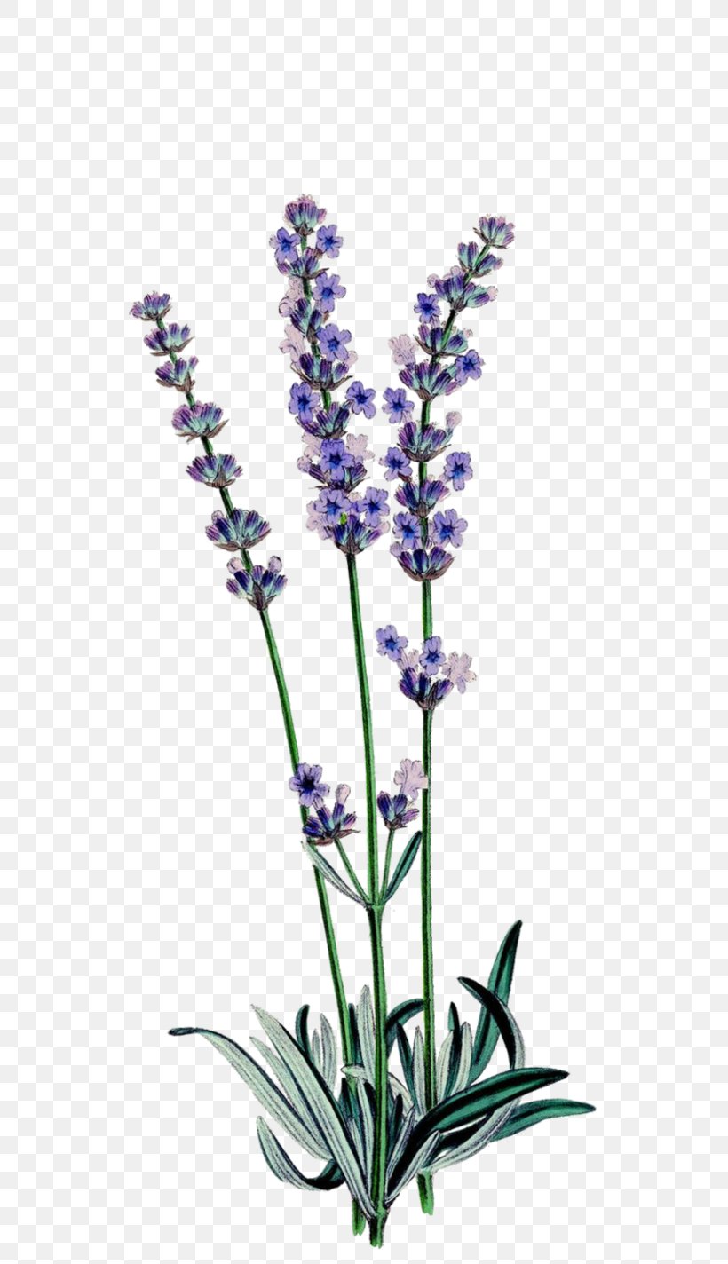 English Lavender Botanical Illustration Botany Drawing Lavender Oil, PNG, 561x1424px, English Lavender, Art, Botanical Illustration, Botany, Common Sage Download Free