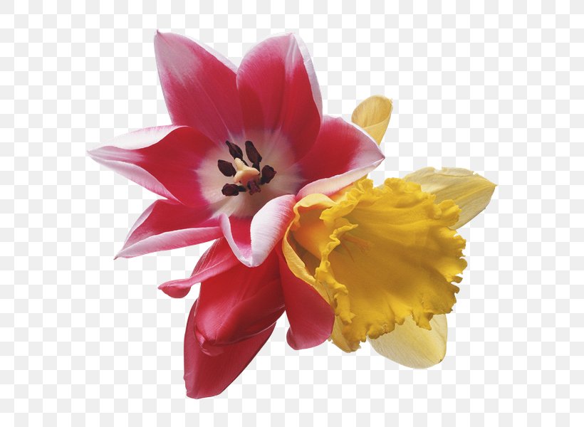 Flower Clip Art, PNG, 600x600px, Flower, Blog, Daffodil, Drawing, Flowering Plant Download Free