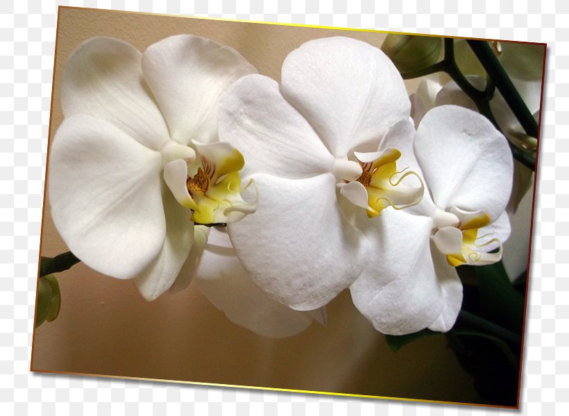 Moth Orchids Gardenia Petal, PNG, 800x600px, Moth Orchids, Blossom, Flower, Flowering Plant, Gardenia Download Free