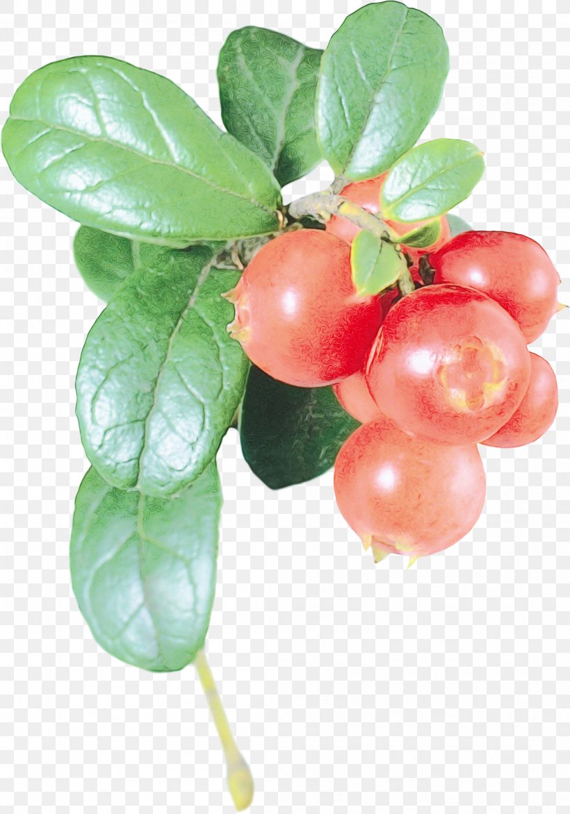 Plant Fruit Flower Lingonberry Food, PNG, 2098x3000px, Watercolor, Arctostaphylos Uvaursi, Berry, Flower, Food Download Free