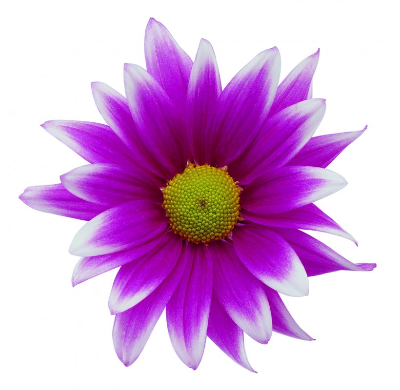 Flower Display Resolution Clip Art, PNG, 1600x1561px, Flower, Annual Plant, Aster, Chrysanths, Close Up Download Free