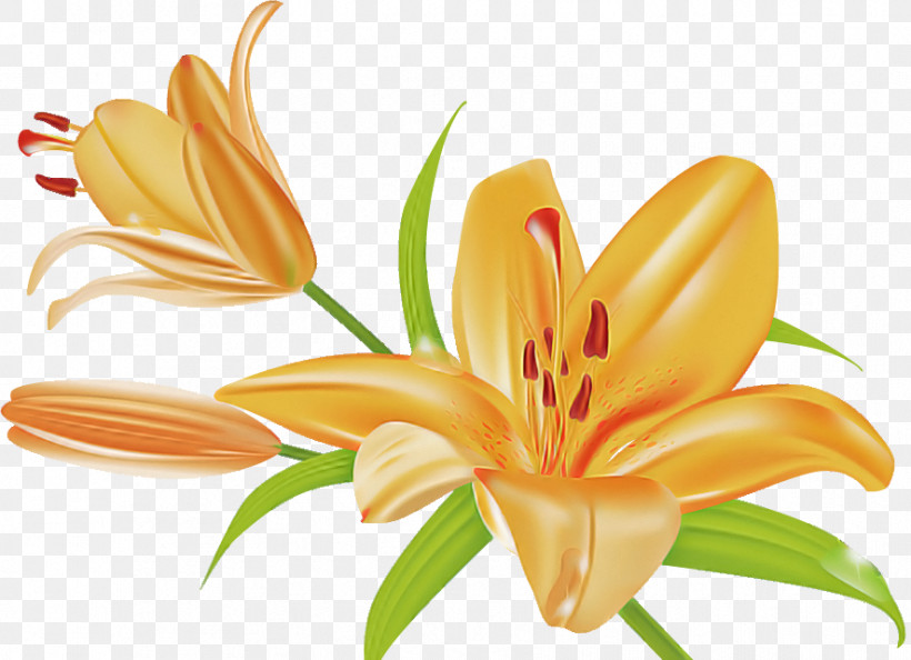 Lily Flower Floral, PNG, 886x642px, Lily Flower, Arumlily, Calla Lily, Cut Flowers, Daylilies Download Free