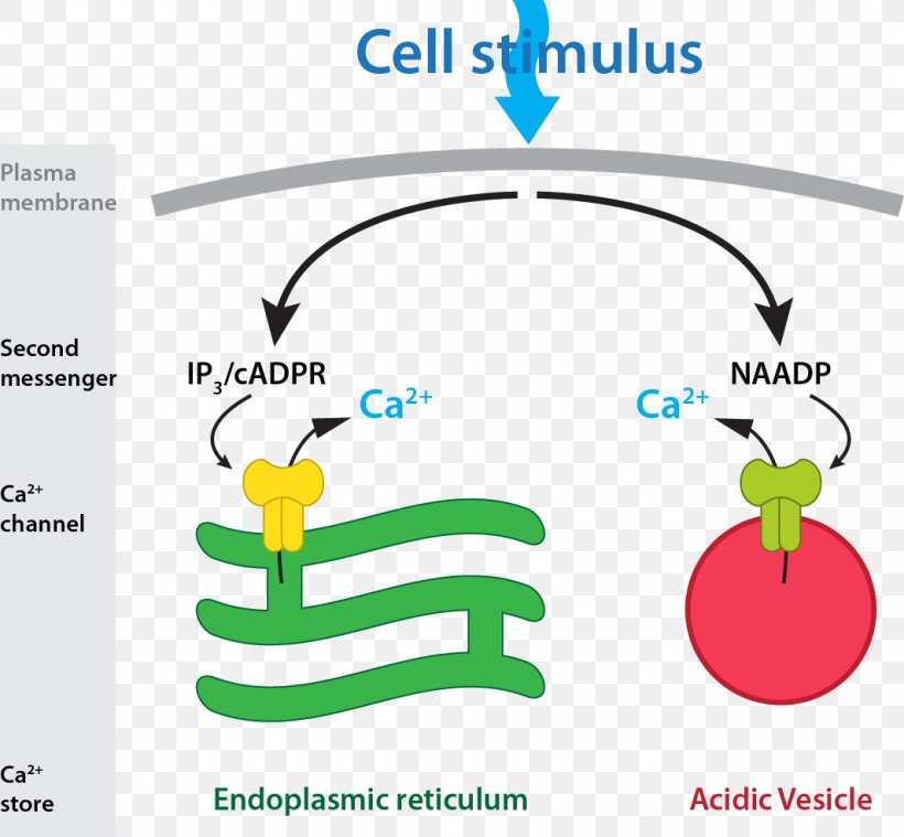 Nicotinic Acid Adenine Dinucleotide Phosphate Second Messenger System Receptor Inositol Trisphosphate Cyclic ADP-ribose, PNG, 1065x987px, Second Messenger System, Area, Brand, Calcium, Cell Download Free