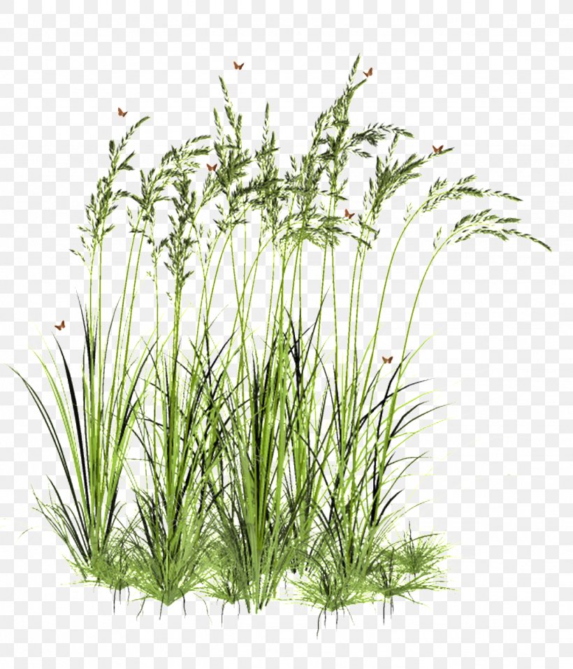 Clip Art Image Transparency, PNG, 1024x1196px, Grasses, Aquarium Decor, Aquatic Plant, Drawing, Elymus Repens Download Free