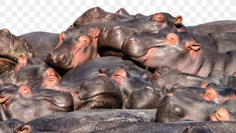 Snout Biology Science, PNG, 1920x1080px, Snout, Biology, Science Download Free