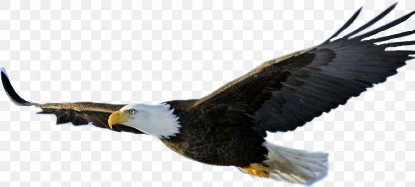 Bald Eagle Bird, PNG, 1060x480px, Bald Eagle, Accipitriformes, Beak, Bird, Bird Of Prey Download Free