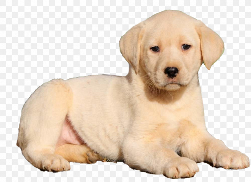 Dog Labrador Retriever Puppy Retriever Golden Retriever, PNG, 1000x728px, Dog, Akbash Dog, Companion Dog, Fawn, Golden Retriever Download Free