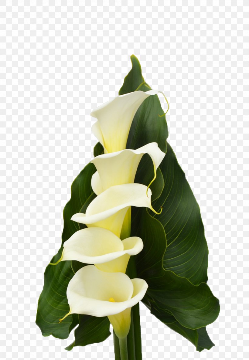 Floral Design Calas Cut Flowers Plant Stem, PNG, 2000x2893px, Floral Design, Alismatales, Arum, Arum Family, Calas Download Free