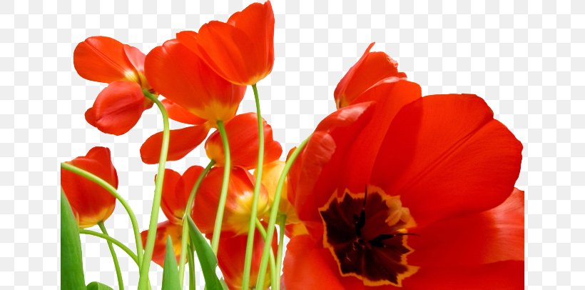 Flower Bouquet Poppy Tulip Wallpaper, PNG, 650x406px, Flower, Coquelicot, Display Resolution, Flower Bouquet, Flowering Plant Download Free