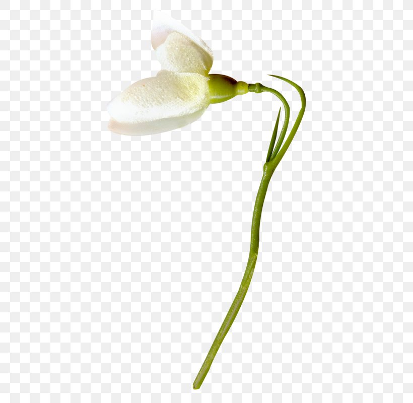 Flower White Clip Art, PNG, 429x800px, Flower, Arum, Flowering Plant ...