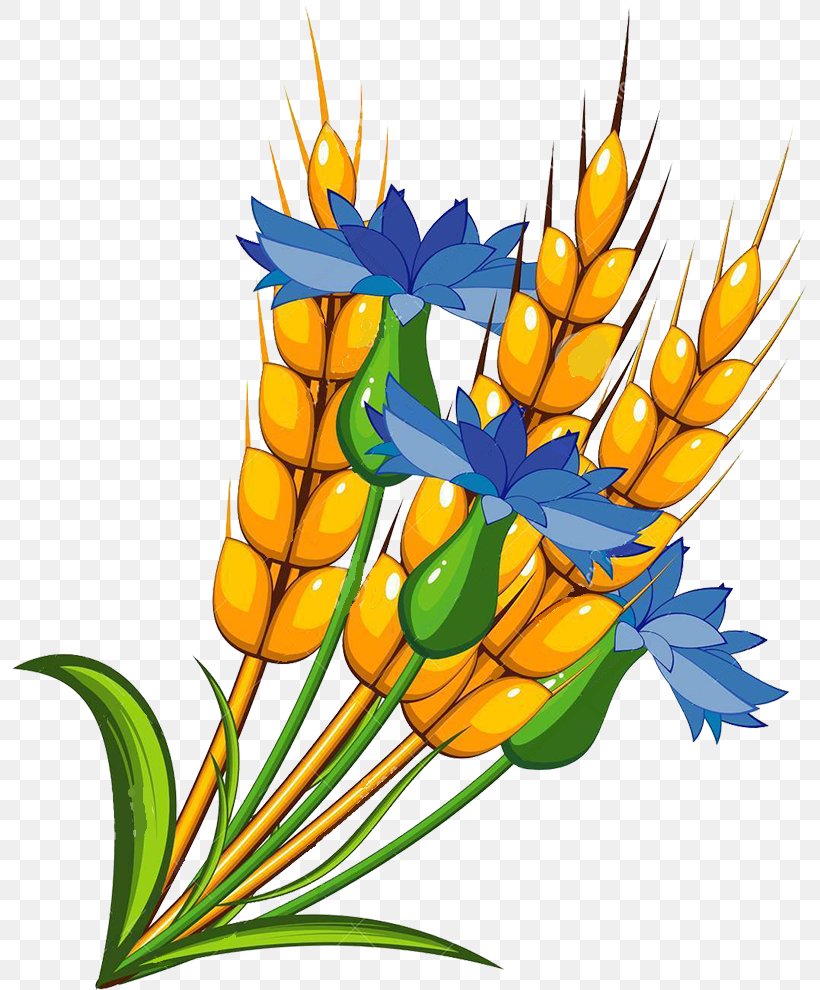 Royalty-free Drawing, PNG, 795x990px, Royaltyfree, Art, Commodity, Cornflower, Cut Flowers Download Free