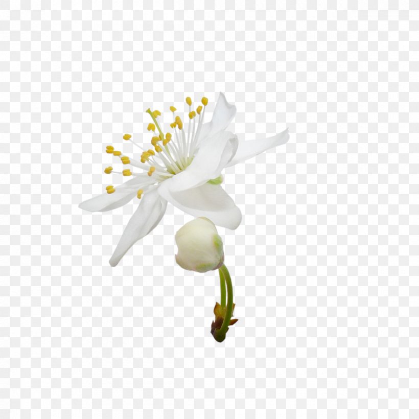 Blossoming Pear Tree Flower White, PNG, 1200x1200px, Blossoming Pear Tree, Branch, Data Compression, Floral Design, Flower Download Free