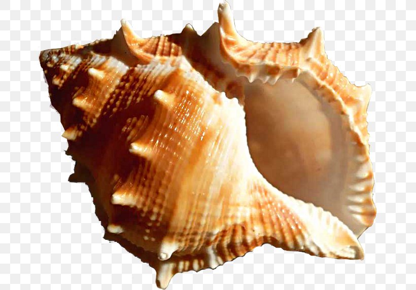 Cockle Clip Art Seashell Image, PNG, 670x572px, Cockle, Bivalve, Conch, Conchology, Cuisine Download Free