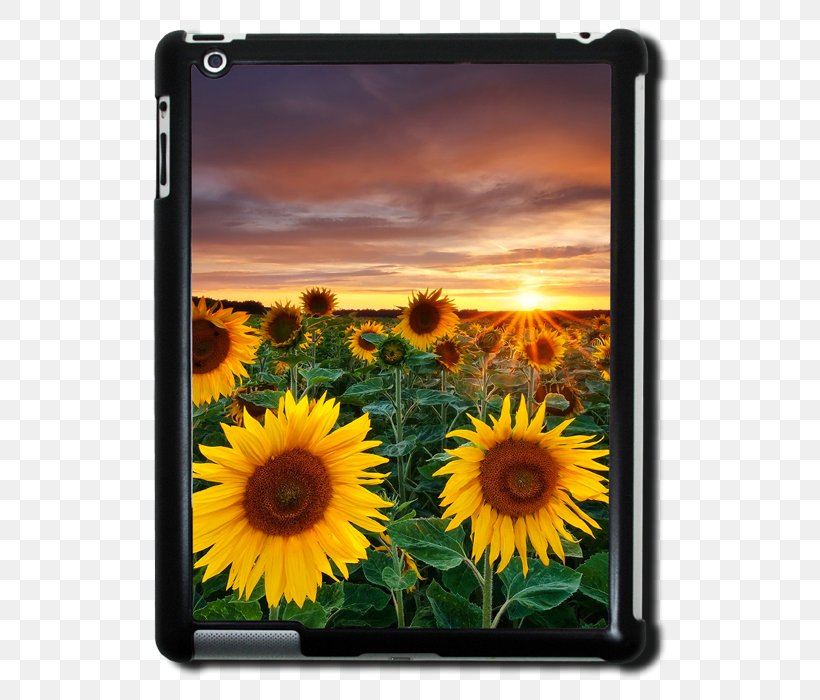 Desktop Wallpaper Common Sunflower, PNG, 700x700px, Common Sunflower, Art, Computer, Daisy Family, Drawing Download Free