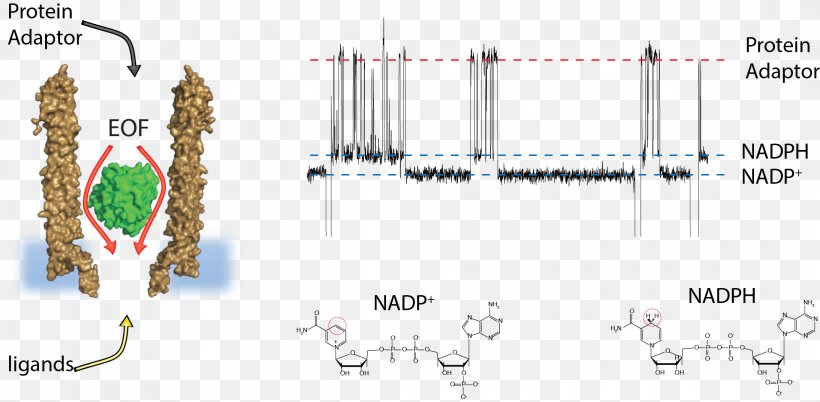 Oxford Nanopore Technologies Nucleic Acid Technology, PNG, 2186x1072px, Watercolor, Cartoon, Flower, Frame, Heart Download Free