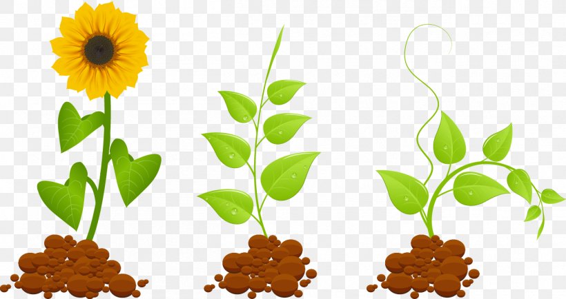 Plant Euclidean Vector Clip Art, PNG, 1305x692px, Plant, Daisy Family, Flat Design, Floral Design, Flower Download Free